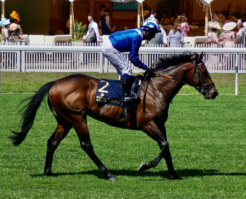 Baaeed 2022 Cartier Horse of the Year.